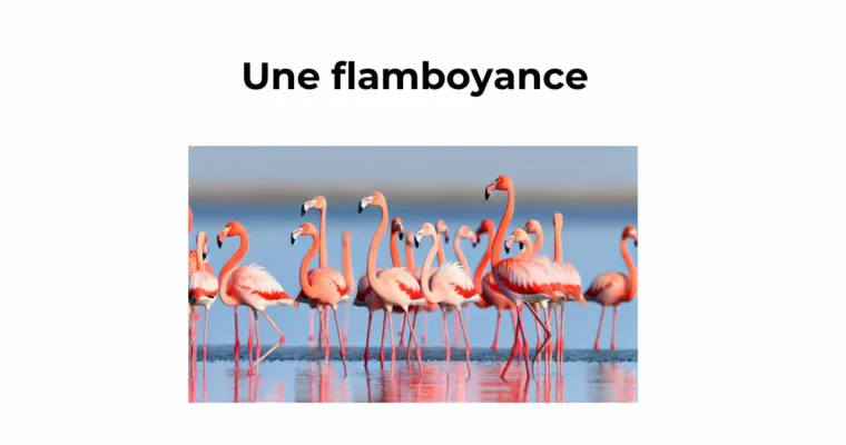 Le mot du jour : Flamboyance