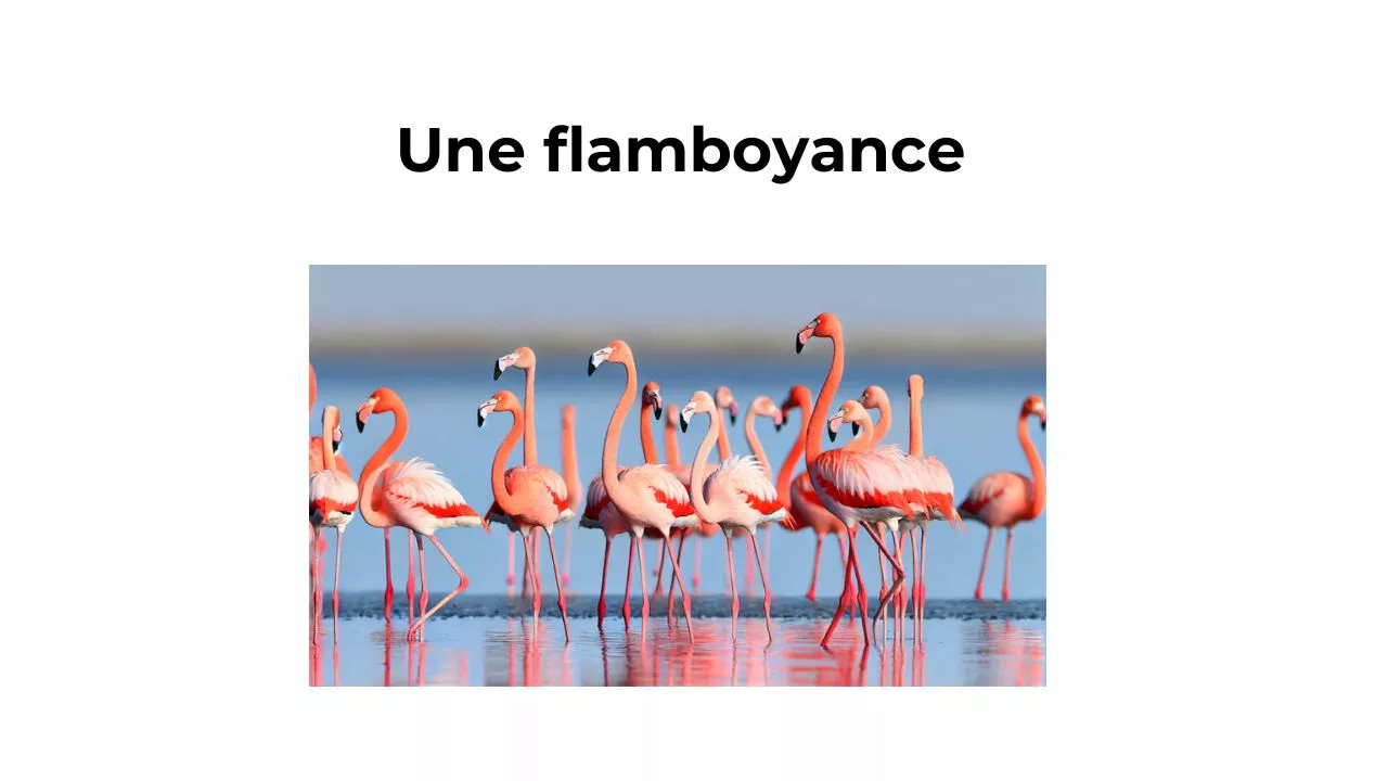 Le mot du jour : Flamboyance