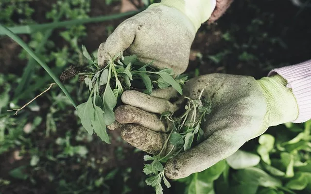 Mauvaises herbes et vinaigre : ça marche ?