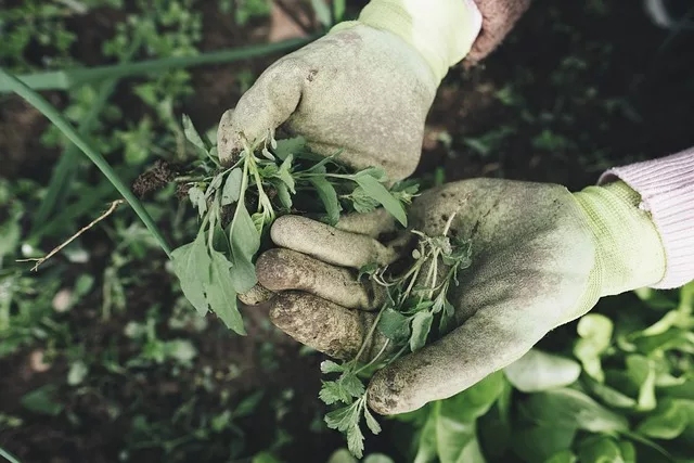 Mauvaises herbes et vinaigre : ça marche ?