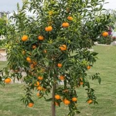 Mandarine ou clémentine