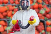 Fraises et pesticides : ouvrier en combinaison de protection devant des fraises traitées chimiquement