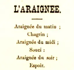 Image montrant le dicton araignée du matin chagrin, araignée du soir espoir