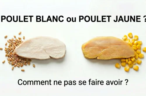 Image illustrant comment choisir entre poulet blanc et poulet jaune